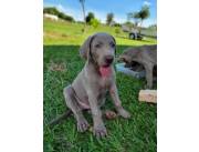 WEIMARANER