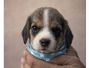 Beagles bebés buscando un hogar lleno de amor