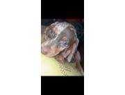 Salchi hembra choco alequin