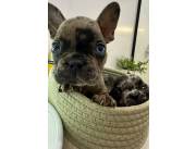 Bulldog frances machos exóticos