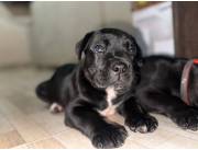 Cane corso negro y blue machos