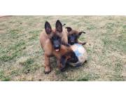 🐾Cachorros Pastor Belga Malinois en venta 🐾