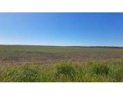 Alquilo campo Agrícola Mecanizado en Santiago - 800 Ha.