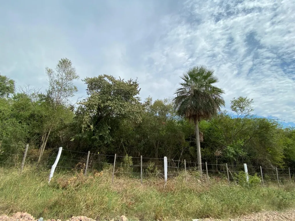 Terreno Rural en Nueva Asunción - 4 Ha. — foto 2