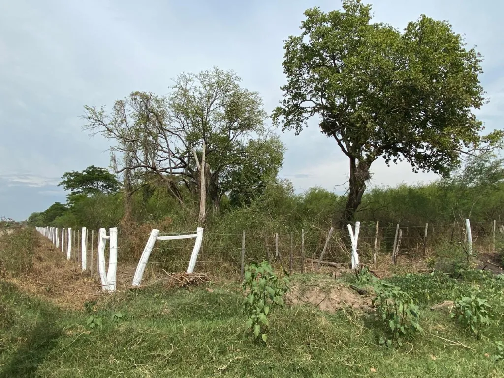 Terreno Rural en Nueva Asunción - 4 Ha. — foto 3
