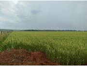 Campo Agrícola Mecanizado en Juan León Mallorquín - 50 Ha.