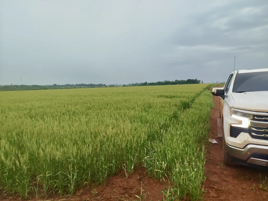 Campo Agrícola Mecanizado en Juan León Mallorquín - 50 Ha. — foto 2