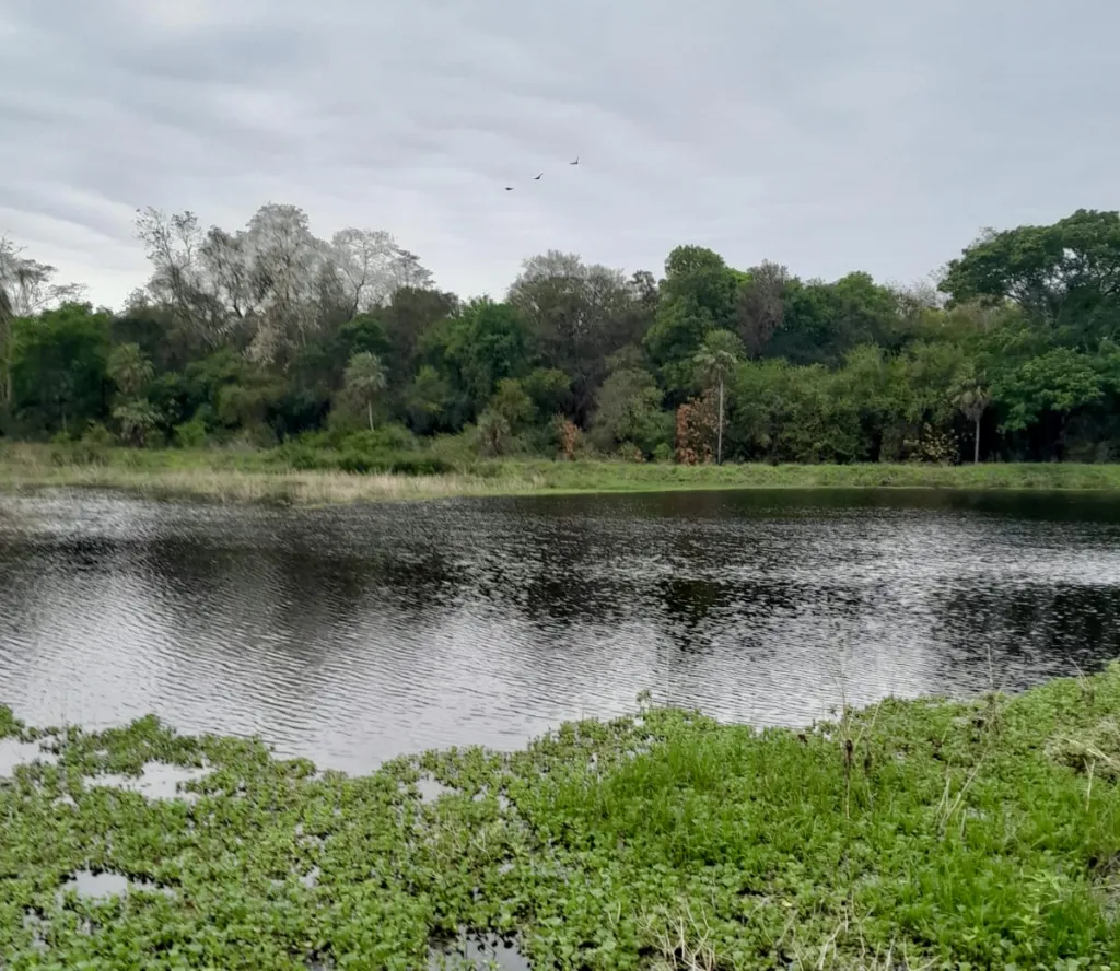 Campo Ganadero en Centinela - 6300 Ha. — foto 3