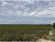Campo Agrícola/Ganadero en Pirizal - 7974 Ha.