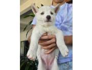 Cachorros Husky Siberiano