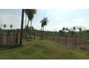 VENDO 16 HECTAREAS EN CORDILLERA