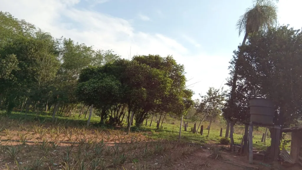 VENDO 16 HECTAREAS EN CORDILLERA — foto 2