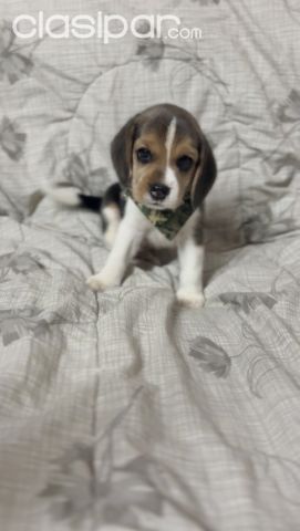 Perros - Gatos - Vendo en Oferta por viaje cachorros Beagle