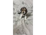 Vendo en Oferta por viaje cachorros Beagle