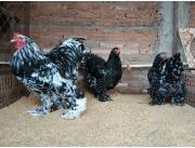 Parejas de Brahma Moteados