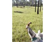 8.000 HA. OFERTA ESTANCIA EN TORO PAMPA - CHACO