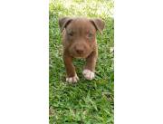 Cachorros Pitbull Monster disponibles