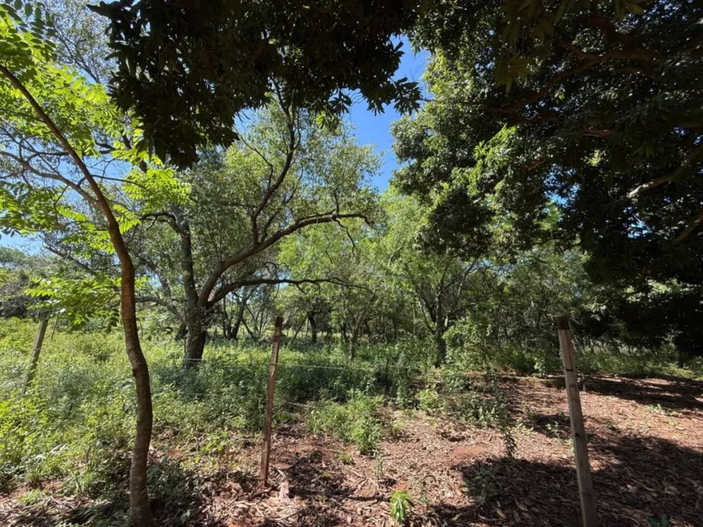 VENDO AMPLIO TERRENO EN LUQUE — foto 2