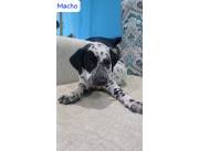 DALMATA - DALMATAS DISPONIBLES