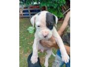 7 cachorros boxer pitbull en venta