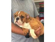 Bulldog ingles hembra unica
