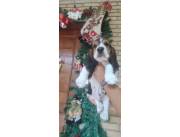 Cachorros basset machos