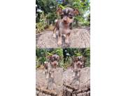 Pincher chocolate vaquita hembra