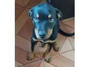 Perrito rottweiler