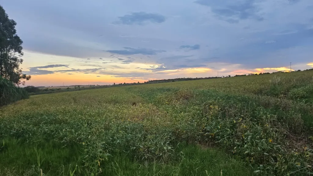 Vendo granja de 37.5 has. en Yguazu – Alto Parana — foto 3