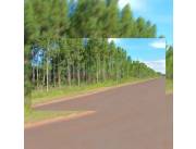 En venta 20 hectáreas en Alto Paraná Juan Emilio Oleary., Eucaliptos en Pie VDO/CDO/TDO.!