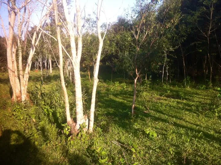 6 hectáreas en venta en Juan León Mallorquín — foto 3