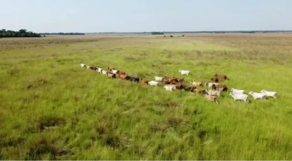 EN VENTA CAMPO 170 HA. - ISLA ALTA ITAPÚA — foto 2