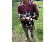 Vendo Cachorros Border Collie