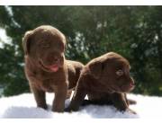 LABRADOR CHOCOLATE