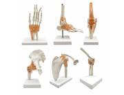 MAQUETAS DE ANATOMIA