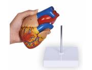 MODELOS ANATOMICOS KINESIOLOGIA MEDICINA