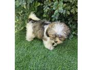 Cachorros Caniche, Lhasa Apso, RAZA PURA