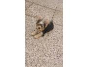 Yorkshire Terrier raza pura