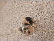 Cachorro Lhasa Apso. Yorkshire Terrier