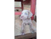 WEIMARANER DISPONIBLES