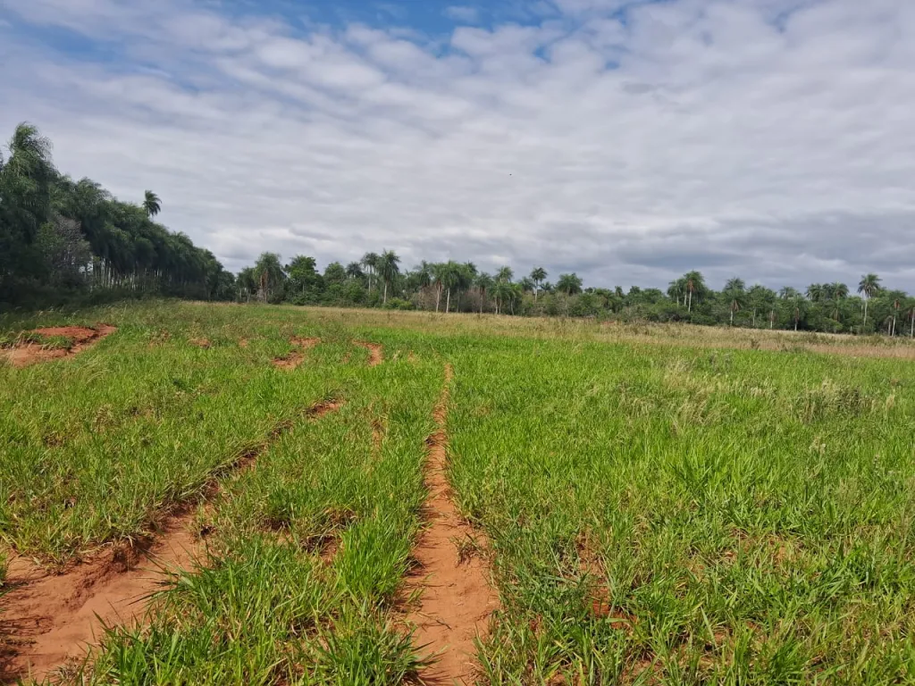 Campo en venta en Valenzuela — foto 3