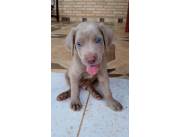 HERMOSOS CACHORROS WEIMARANER