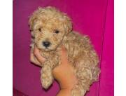 Caniche toy apricot intenso machos