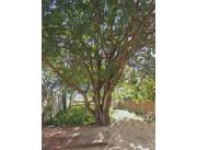 VENDO TERRENO EN LUQUE, BARRIO YKUA KARANDAY COD: 5776