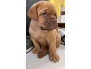 Vendo hermosos cachorros Dogo De Burdeos