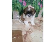 Cachorros Shih Tzu c/ Pedigree