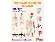 RÉPLICA DEL ESQUELETO HUMANO