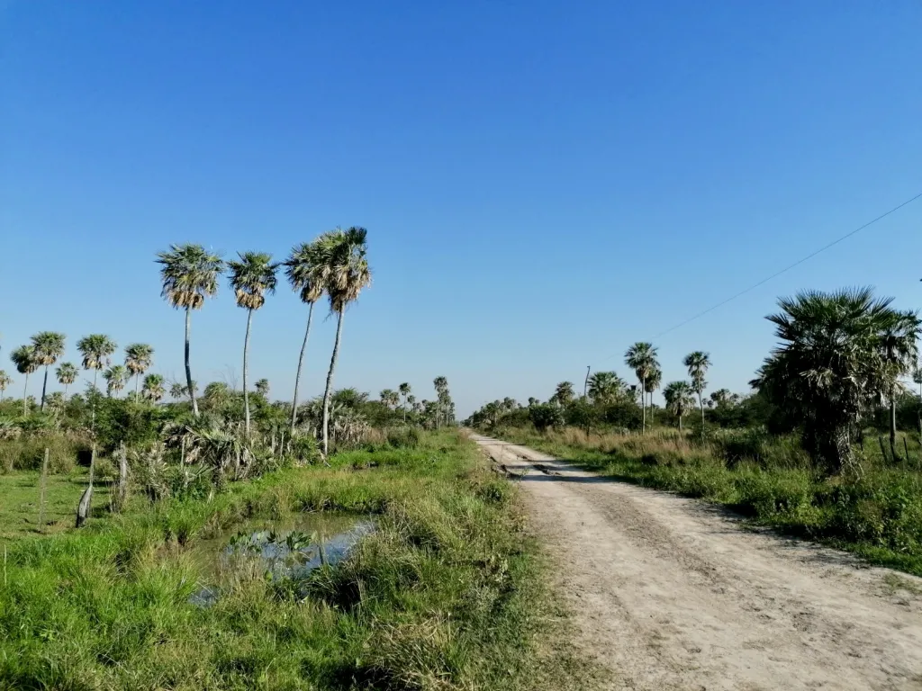Campo Ganadero Forestal en Villa Oliva - 162 Ha. — foto 3
