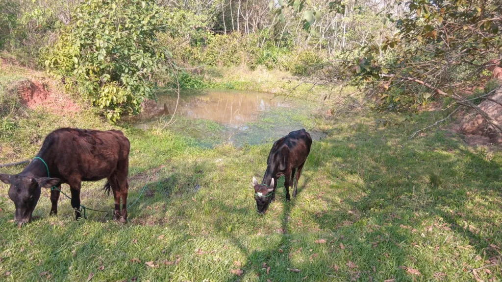 VENDO HERMOSA PROPIEDAD DE 16 HECTÁREAS EN BARRERO GRANDE -EUSEBIO AYALA — foto 3