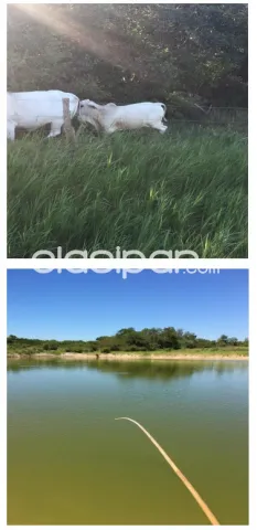 BAHÍA NEGRA, ALTO PY, CHACO: 19.000 HAS, ESTABLEC. GANADERO EN ALZA, INFRAESTRUCTURA, PAST — foto 3